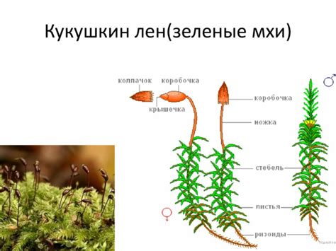 Полезные свойства и применение кукушкина лена и сфагнума