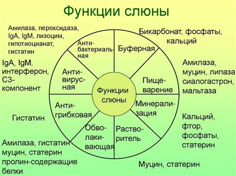 Полезные функции слюны