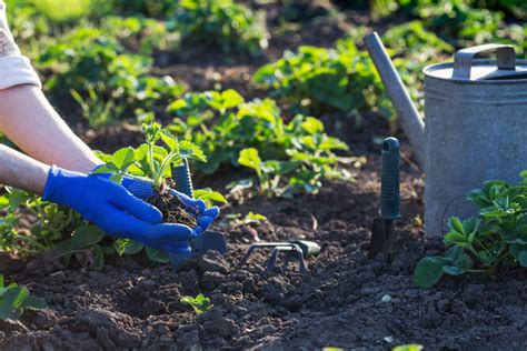 Полив цветов после пересадки: важное условие успешного развития