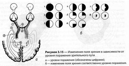 Поля зрения у лисы и кошки: ширина и особенности