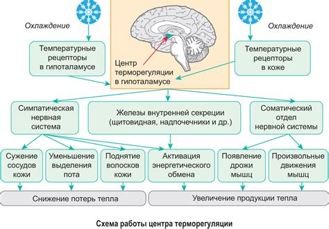 Постепенная адаптация к изменению веса