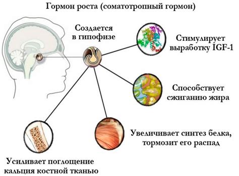 Потеря активности гормона роста при неверных условиях хранения