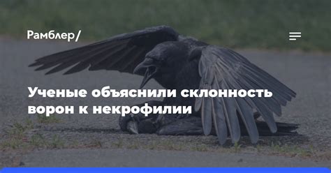 Почему вороны не мигрируют из холодных мест зимой