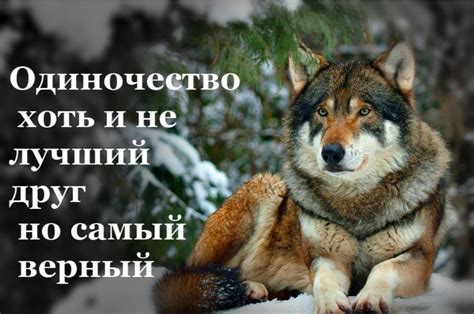 Почему выть как волк в доме примета