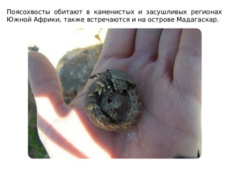 Почему животные с позвоночником не обитают на каменистых россыпях