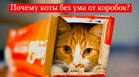 Почему коты нуждаются в постоянстве