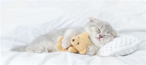 Почему котёнок спит много на новом месте