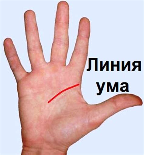Почему линии ума и жизни имеют разное значение