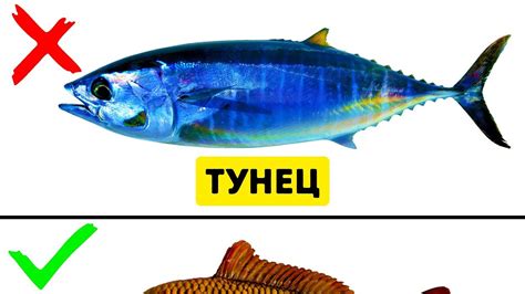 Почему рыба без чешуи считается "не чистой"