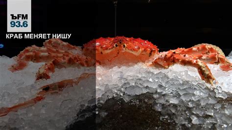 Почему шевелятся черные крабы в корзинах