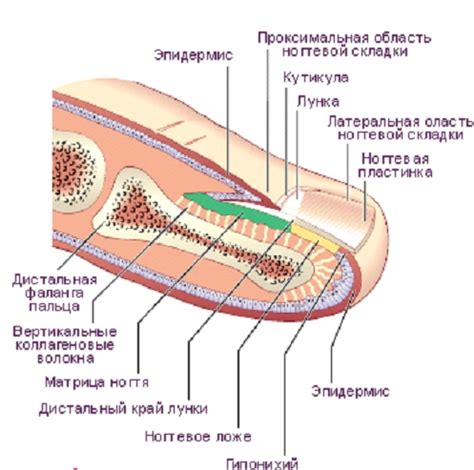 Правильное формирование ногтей