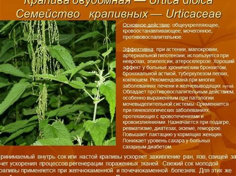 Преимущества использования крапивы