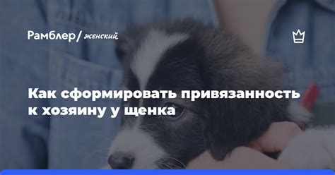 Привязанность к хозяину
