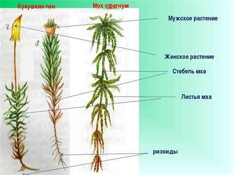Применение кукушкина льна