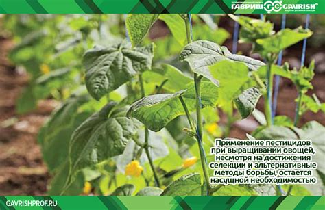Применение пестицидов