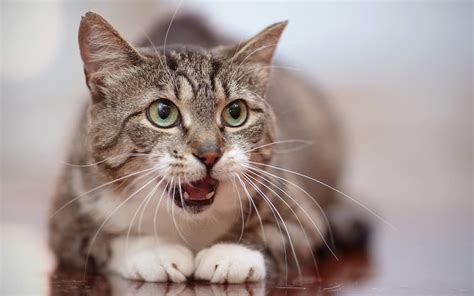 Причины, по которым котенок может дышать с открытым ртом