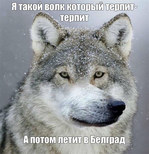 Причины вытья как волк в доме
