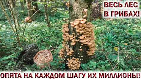 Причины горечи в опятах