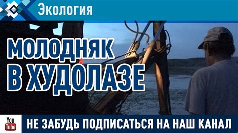 Причины горечи в ухах белых амуров