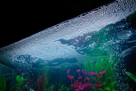 Причины изменения цвета воды в аквариуме от корма