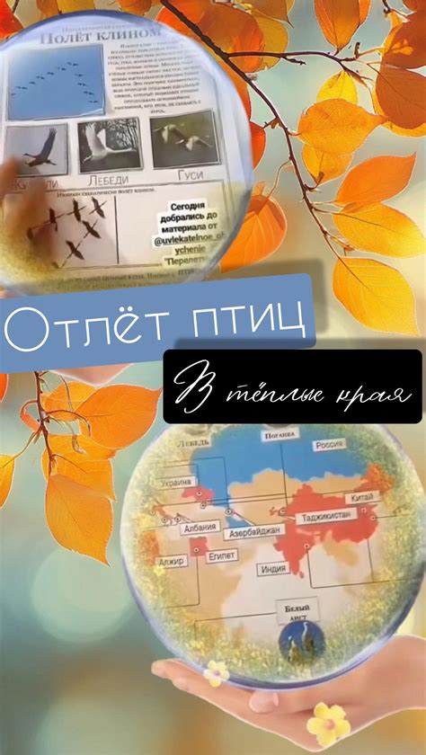 Причины образования стай галок осенью