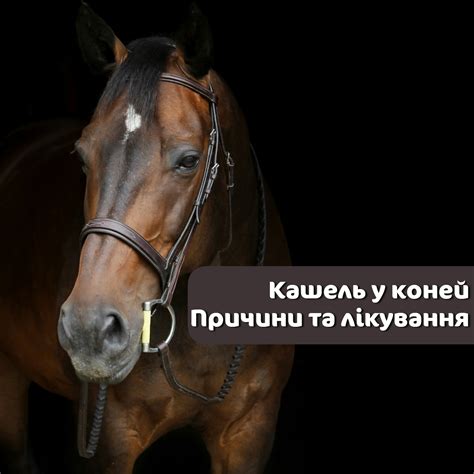 Причины повышенного слюнотечения у лошадей