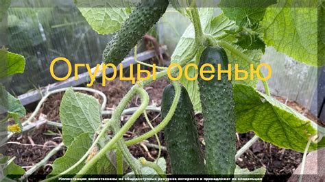 Причины потери аромата огурцов