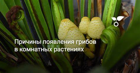 Причины редкого встречания паразитических грибов на самоопыляемых растениях
