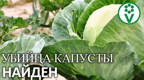 Причины скрытого оттенка капусты