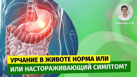 Причины урчания живота