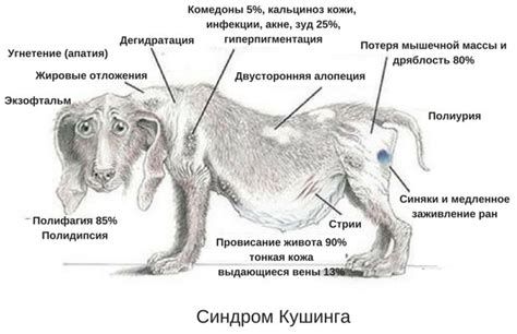 Проблемы здоровья, вызывающие чавкание и избыток слюны у собак