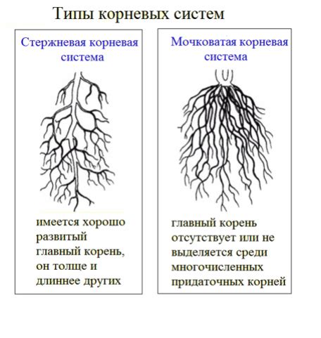 Проблемы с корневой системой: как обеспечить здоровье корней сциндапсуса