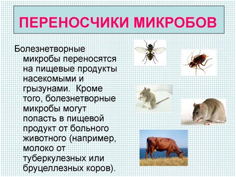 Продукты питания и микроорганизмы