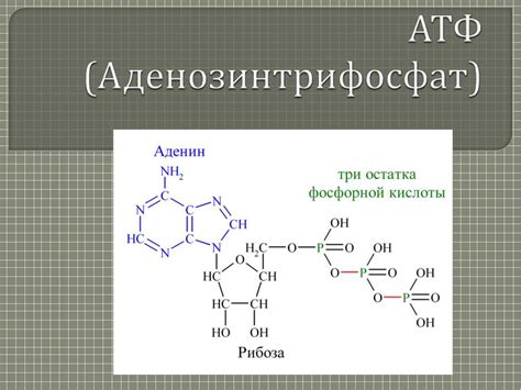 Продукция энергии и аденозинтрифосфат (АТФ)