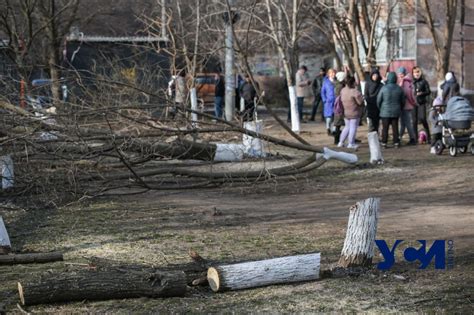 Противостояние деревьев Ушинского: