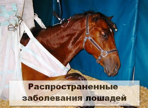 Профилактика и лечение слюнотечения у лошадей