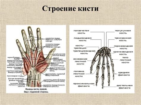 Профилактические меры для предотвращения мозжения левой руки и левой ноги
