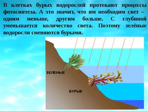 Процессы, обуславливающие плохую видимость водорослей