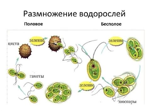 Процесс полового размножения