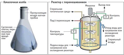 Процесс ферментации в меде