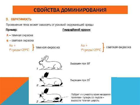 Проявление доминирования