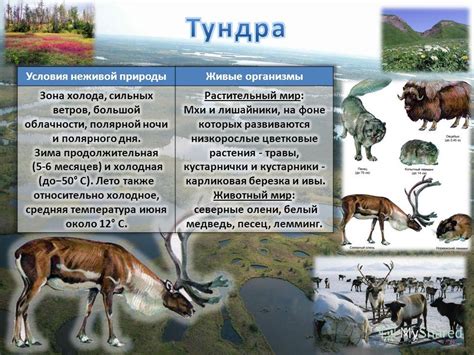 Прямая зависимость между климатическими условиями и активностью хищников