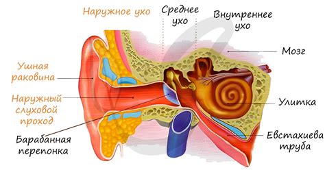 Психологическое значение укуса за ухо