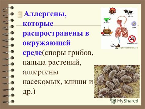 Пыль и аллергены в окружающей среде