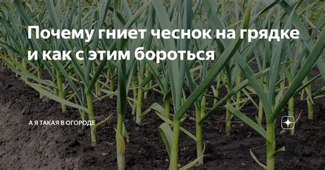 Пыль собирается на расческе: что вызывает и способы предотвращения