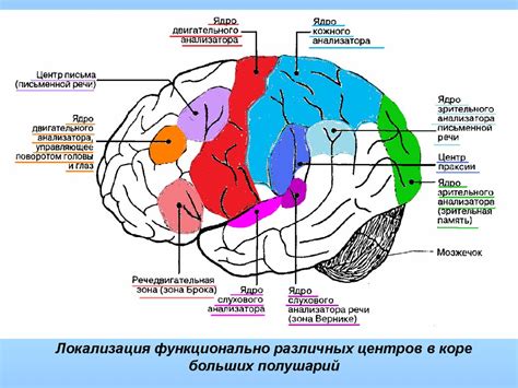 Работа нервных рецепторов