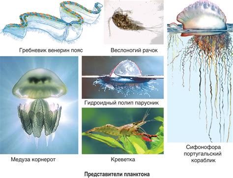 Разведение фурацилина и его стабильность в водной среде