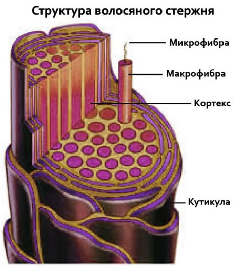 Различия в структуре волос и кожи