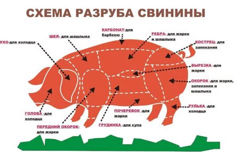 Различия в структуре свиной и говяжьей мякоти