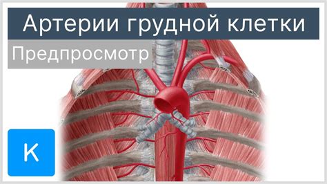 Размер грудной клетки